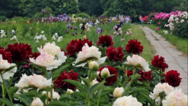 Юрий Нарижний - "Городские цветы" (cover Михаил Боярский) смотреть онлайн