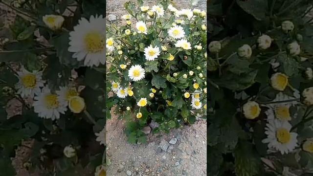 bellis perennis common daisy flower