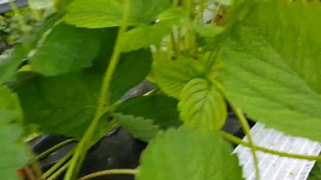 Саженцы земляники Harmony (Гармони) (часть 1)