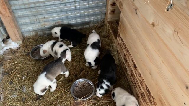 Алабай Чёрная Роза ? ￼ А мы￼ перешли жить в новый дом:) смотреть онлайн