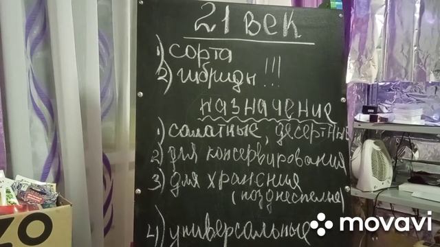 Томат, помидор, золотое яблоко!!!