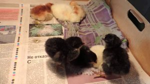 Цыпленок уснул стоя))