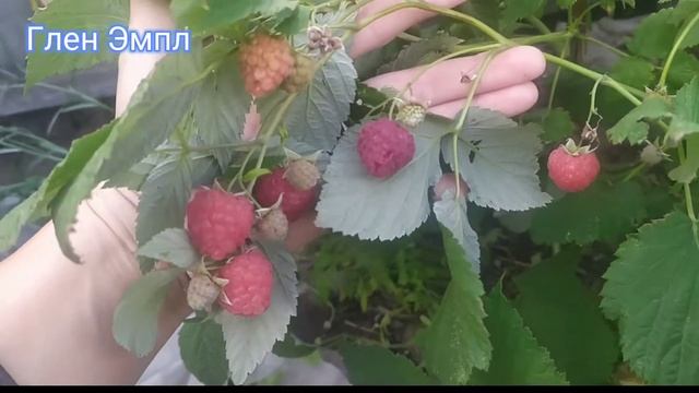 Малина Глен Эмпл - крупноплодный сорт смотреть онлайн