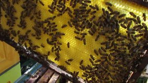 что надо знать при выборе вощины - как меняются свойства вощины при стерилизации воска