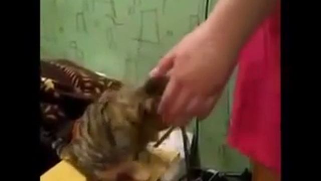 Кот просит чтоб его погладили! смотреть онлайн