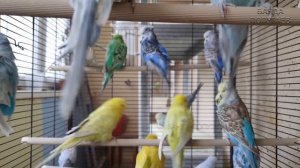 Купаю красивую стайку выставочных волнистиков