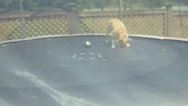 Что будет если взять милого песика и батут Смотри сам! смотреть онлайн