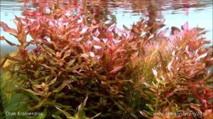 Rotala Macrandra akwarystyczny24