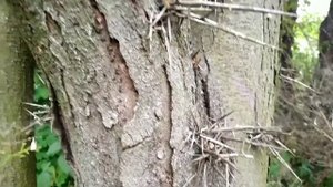 Американская акация ГЛЕДИЧИЯ . Самое красивое дерево .