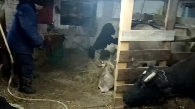 Вечернее поение, кормление, дойка. смотреть онлайн