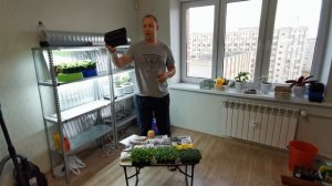 СЕМЕНА ДЛЯ МИКРОЗЕЛЕНИ: КАКИЕ ПОДХОДЯТ, ГДЕ КУПИТЬ ДЕШЕВЛЕ, ЧЕМ ОТЛИЧАЮТСЯ, КАК САЖАТЬ И ЗАМАЧИВАТЬ