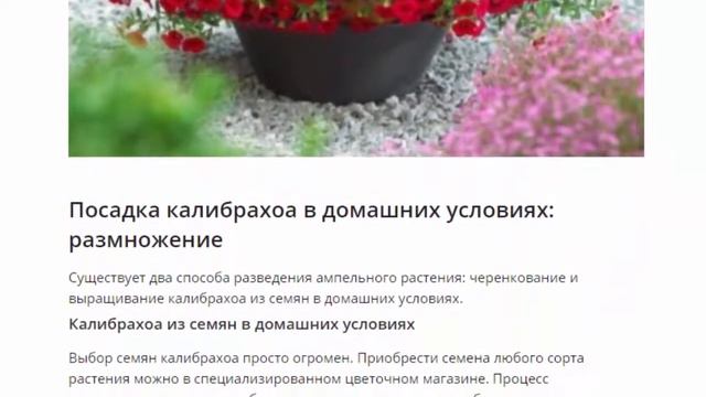 Калибрахоа, посадка и уход в домашних условиях смотреть онлайн