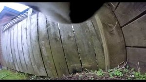 Кот полчаса гулял с GoPro камерой