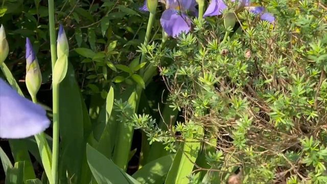Iris Bloom In Early Spring #pnw #POGUSA1 смотреть онлайн