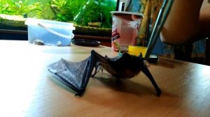 Кормление летучей мыши - кожана дома