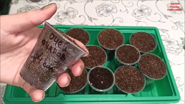 РАСПРОДАЖА КЛУБНЕЙ ? МАХРОВЫХ ГЛОКСИНИЙ ✅ часть - 5