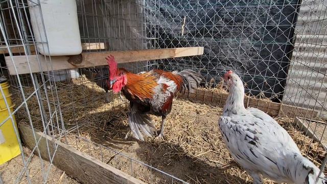 Blue Peruvian смотреть онлайн