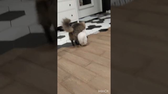 Как Мы Приобрели щенка Мальтийской болонки (Мальтезе). Экспресс Видео-Знакомство смотреть онлайн