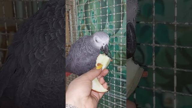 Попугай #Жако/_