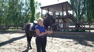 Мундштучное оголвье  Железо для лошади  Конный спорт