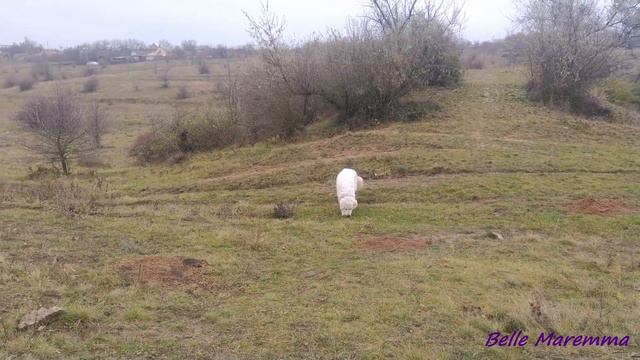 Бегущая по лугу Маремма.Maremma running through the meadow. смотреть онлайн