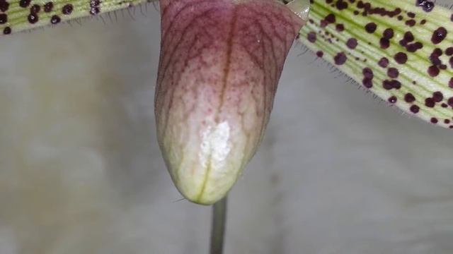 Пафиопедилюм Сукхакуля (Paphiopedilum sukhakulii) orchid. смотреть онлайн