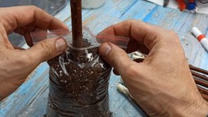 Укоренение шелковицы в мешках