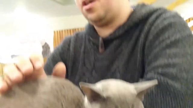 Европейская бурма: рассказ владельца кошки