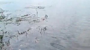 Речной бычок