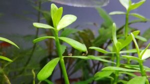 Обзор системы для подачи CO2 в аквариум от co2 aqua