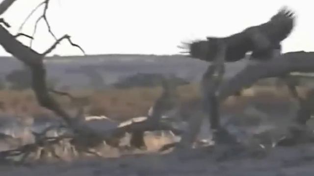 охота орла