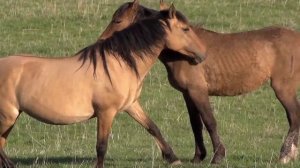 Светлана Малова - Лучшие Песни