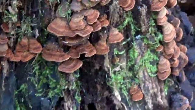 Грибы Трутовики прекрасные волнистые в лесу. смотреть онлайн