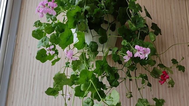 Пеларгония Плющелистная Ампельная, Уход