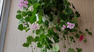 Пеларгония Плющелистная Ампельная, Уход