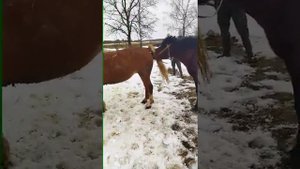 ЖЕРЕБЕЦ/ Случка кобылы???