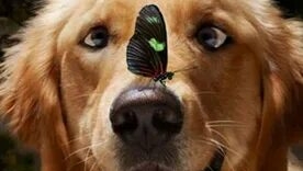 Песня "Разговор со счастьем"