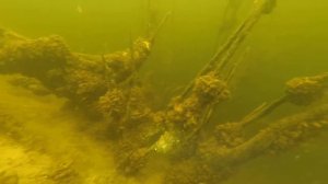 пресноводные медузы