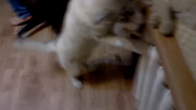 Хаски играет с котом!!!Смешные приколы!!!Первое видео! смотреть онлайн