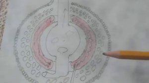 Выгодно ли паровое отопление?