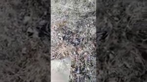 Змеи в Татарстане