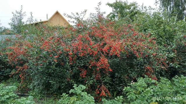Номинация "Мой сад", Маркевич Светлана Ивановна, детский сад № 264 смотреть онлайн