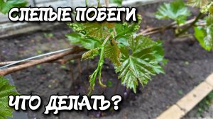 Слепые побеги на винограде. ЧТО ДЕЛАТЬ?