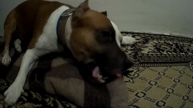 КАКИЕ КОСТИ Я ДАЮ АМСТАФФУ?! смотреть онлайн