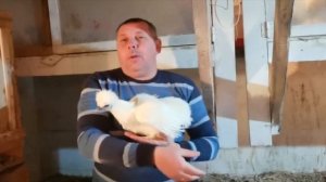 Разведение кур породы Китайские шелковые. Описание породы. "Мое Подворье"