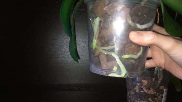 Посадка фаленопсиса в серамис