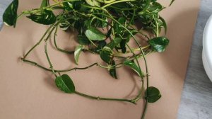 Омоложение и черенкование Эпипремнума золотистого (golden pothos).
