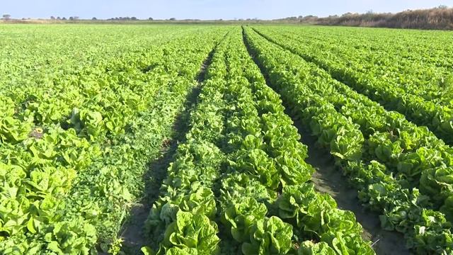 Кизлярский район с рабочим визитом посетил министр сельского хозяйства РД смотреть онлайн