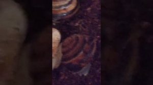 Улитки караколусы. Содержание, кормление.