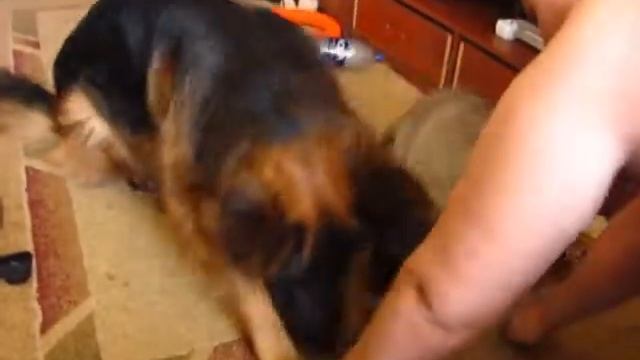 Зевс 2,5 месяца Период карантина после второй прививки смотреть онлайн